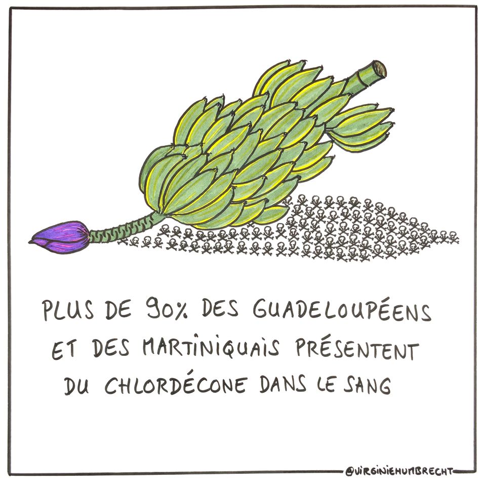 Le Chlordécone, le scandal environnemental qui ruine la vie des Martiniquais et Guadeloupéens