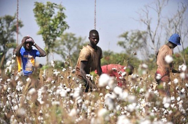 Le coton est le 1er pourvoyeur d’emploi rural au Togo