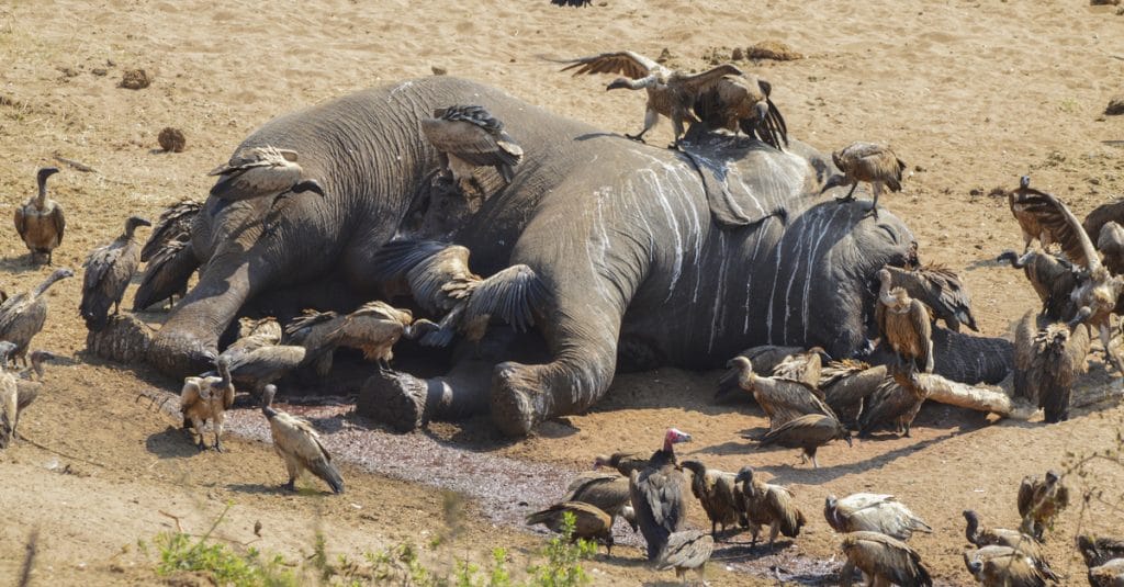 Trafic illégal d'espèces protégées : les éléphants menacées de