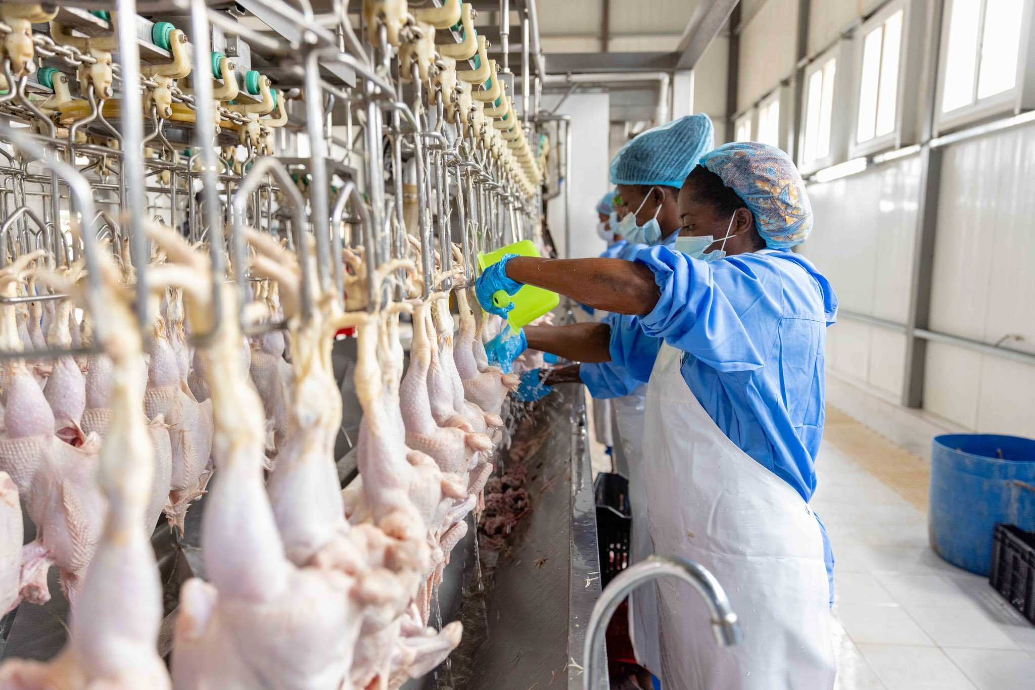 L’entreprise togolaise ‘Daba’ se démarque avec la transformation de poulets bio à grande échelle