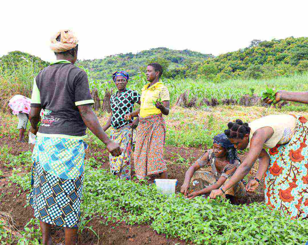 Autonomisation des femmes rurales dans le secteur agricole au Togo : 78 groupements bénéficient d’un appui en équipement