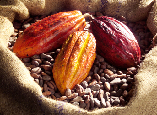 Le cacao togolais à l’honneur à Amsterdam