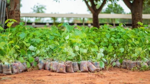 Le Togo plantera 2 millions de plants pour la journée nationale de l’arbre