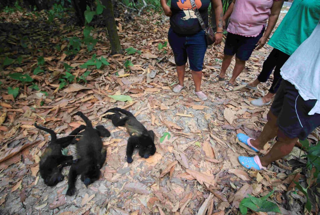 Des dizaines de singes hurleurs meurent dans le sud-est du Mexique en raison de la chaleur extrême