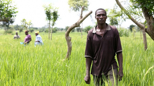 Boost agricole au Togo : nouveau partenariat pour la mécanisation