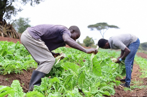 Vers une valorisation durable des innovations agricoles au Togo