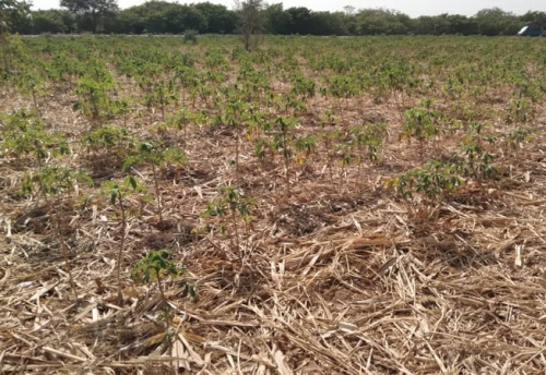 Intensification des efforts pour la gestion durable des ressources naturelles au Togo