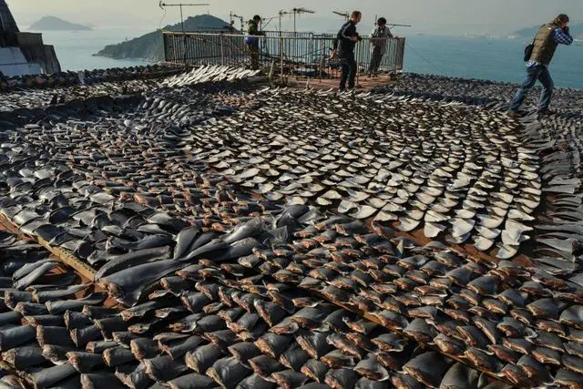 Trafic d’ailerons de requins : une menace silencieuse pour la biodiversité marine