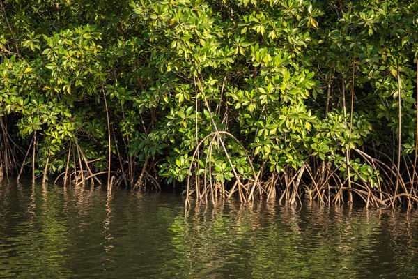 Togo : une nouvelle stratégie pour la gestion durable des mangroves