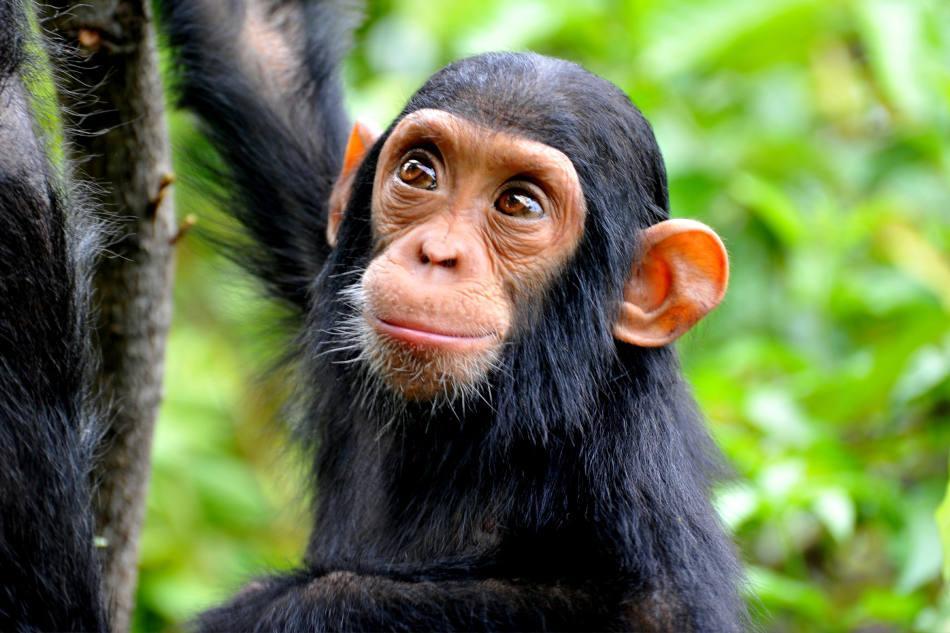 Confirmation d’un cas de variole de singe au Togo Confirmation d’un cas de variole de singe au Togo