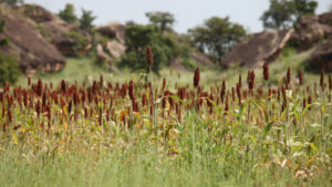 Togo : un financement de 300 millions $ pour transformer l’agriculture