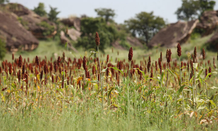 Togo : un financement de 300 millions $ pour transformer l’agriculture