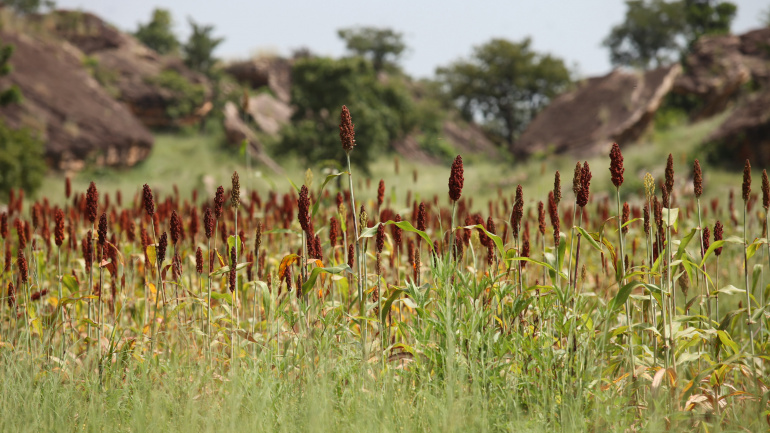 Togo : un financement de 300 millions $ pour transformer l’agriculture Togo : un financement de 300 millions $ pour transformer l’agriculture