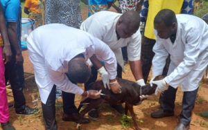 Lancement d’une campagne nationale de vaccination des animaux au Togo