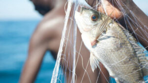 Annonce du repos biologique pour la pêche au Togo