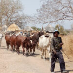 Togo : un numéro vert pour une transhumance apaisée