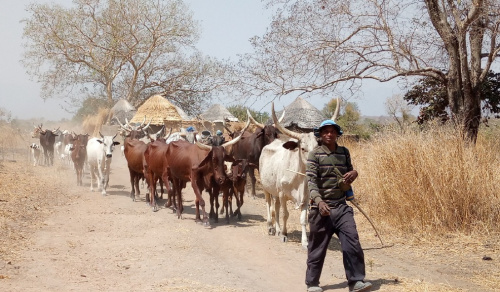 Togo : un numéro vert pour une transhumance apaisée Togo : un numéro vert pour une transhumance apaisée