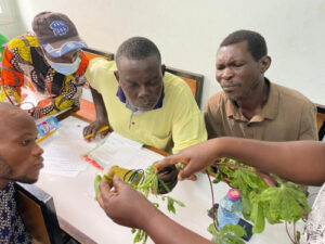 Amélioration de la production de manioc au Togo