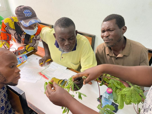 Amélioration de la production de manioc au Togo