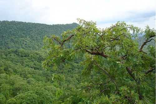 Plateaux: nouvelles directions de l’environnement