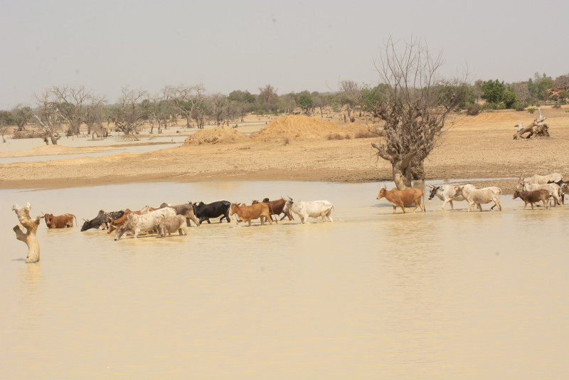 9,48 millions de dollars pour protéger les zones humides du Sahel