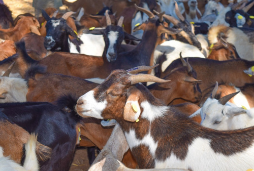 2025-2030 : le Togo s’engage dans la lutte contre la peste des petits ruminants