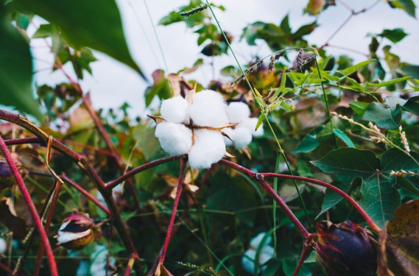  Lancement de la campagne coton-graine 2025-2026 au Togo