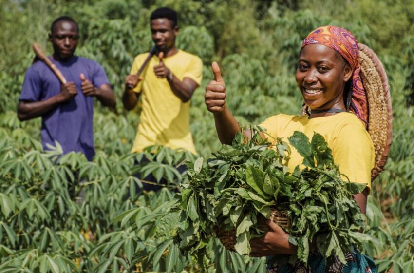 Etude sur les pratiques agroécologiques dans les Plateaux au togo