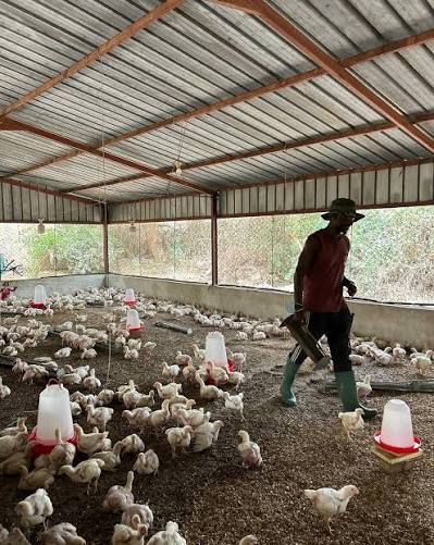 Grippe aviaire (H5N1) : cinq foyers détectés dans les préfectures de Vo, Zio et des Lacs