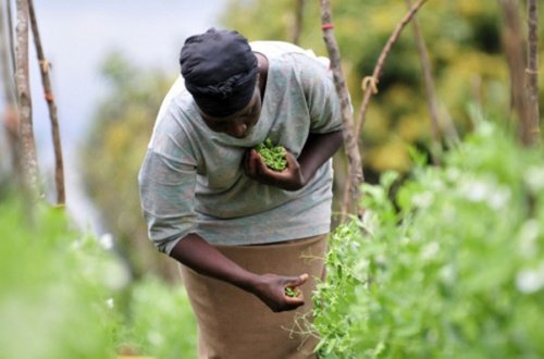 Togo : 22 200 plants pour restaurer les paysages ruraux et renforcer la résilience agricole