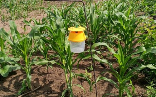 Togo : intensification des efforts pour protéger les cultures de maïs