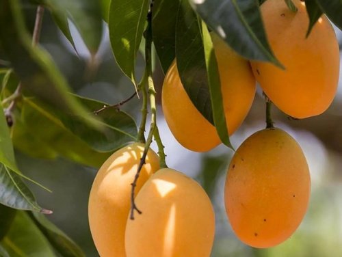 La filière mangue au Togo : une légère reprise de la production en 2025