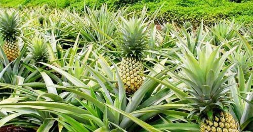 Togo : les filières ananas. mangue et soja renforcent leur organisation